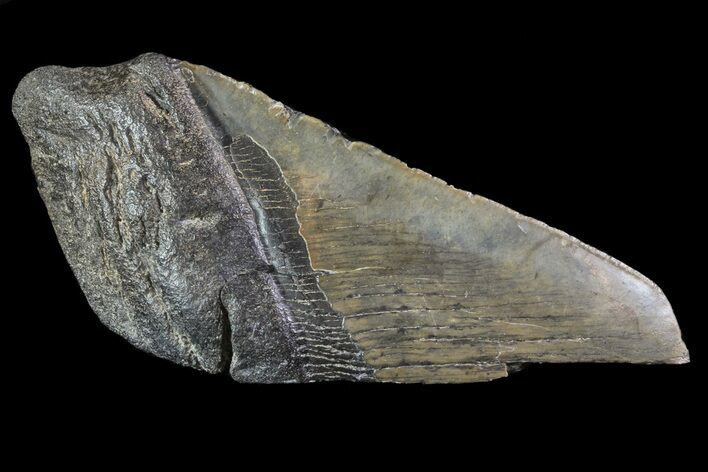 Fossil Megalodon Tooth Paper Weight #70532